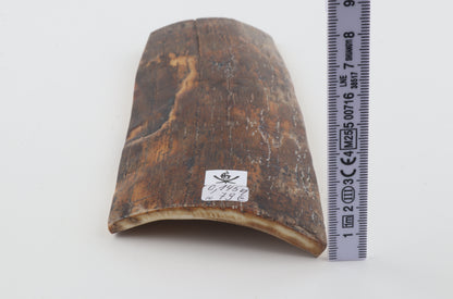 Brown mammoth bark