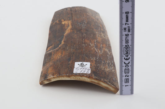 Brown mammoth bark