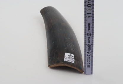 Brown-blue mammoth bark