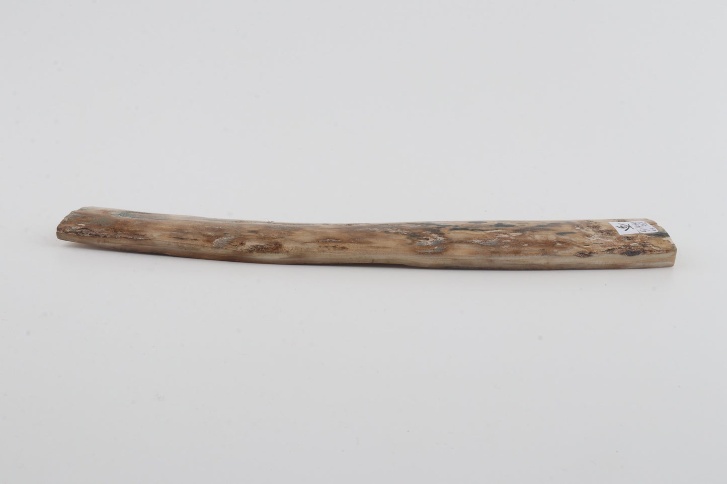 Beige mammoth bark