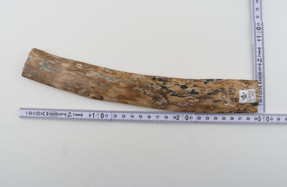 Beige mammoth bark