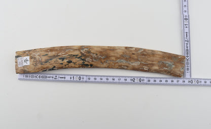 Beige mammoth bark
