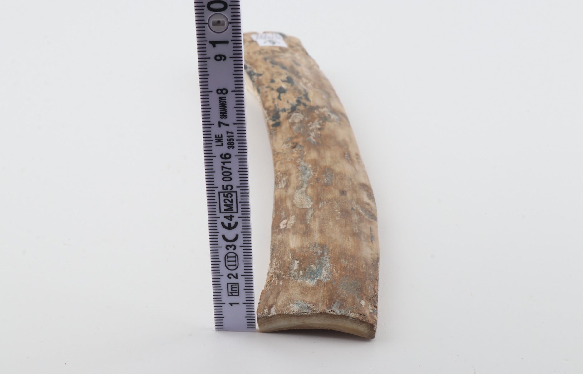 Beige mammoth bark