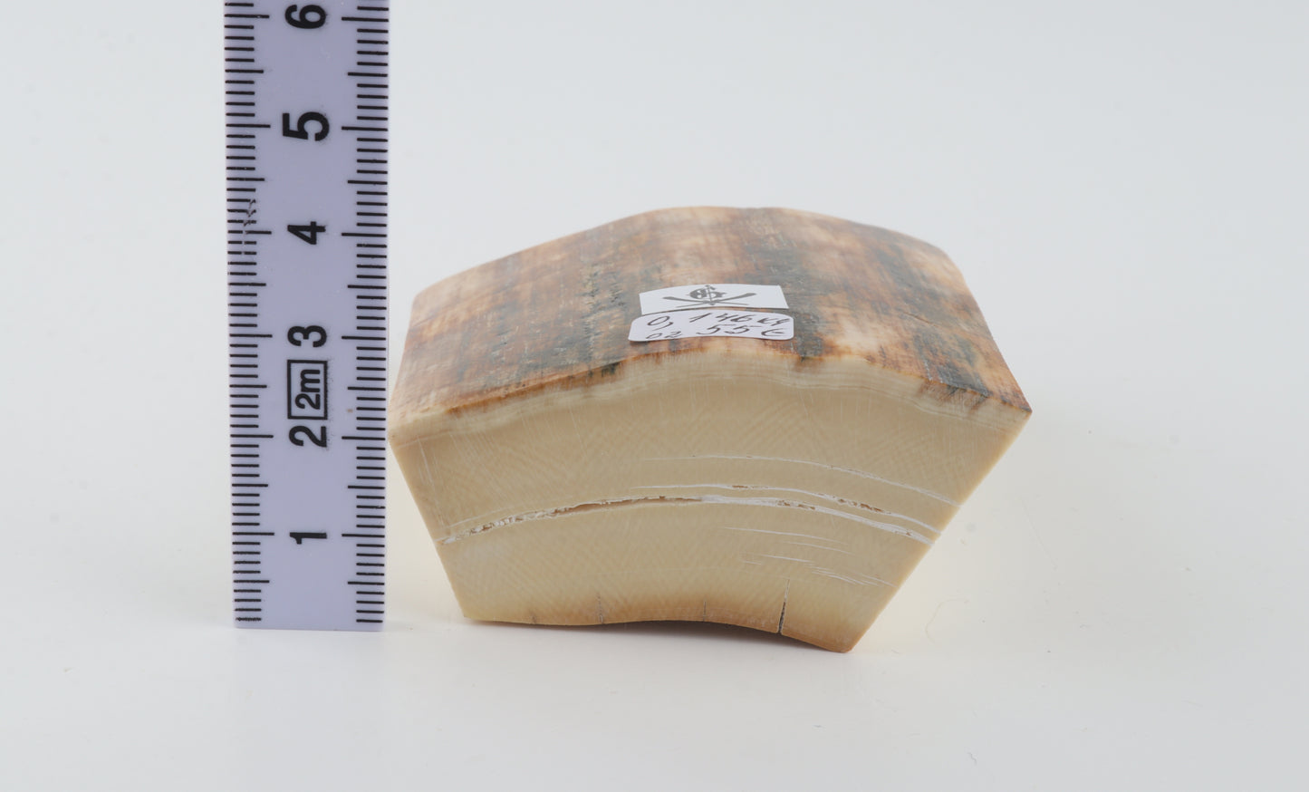 Natural mammoth ivory pieces