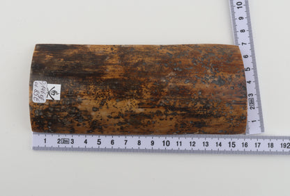 Brown-mustard mammoth bark