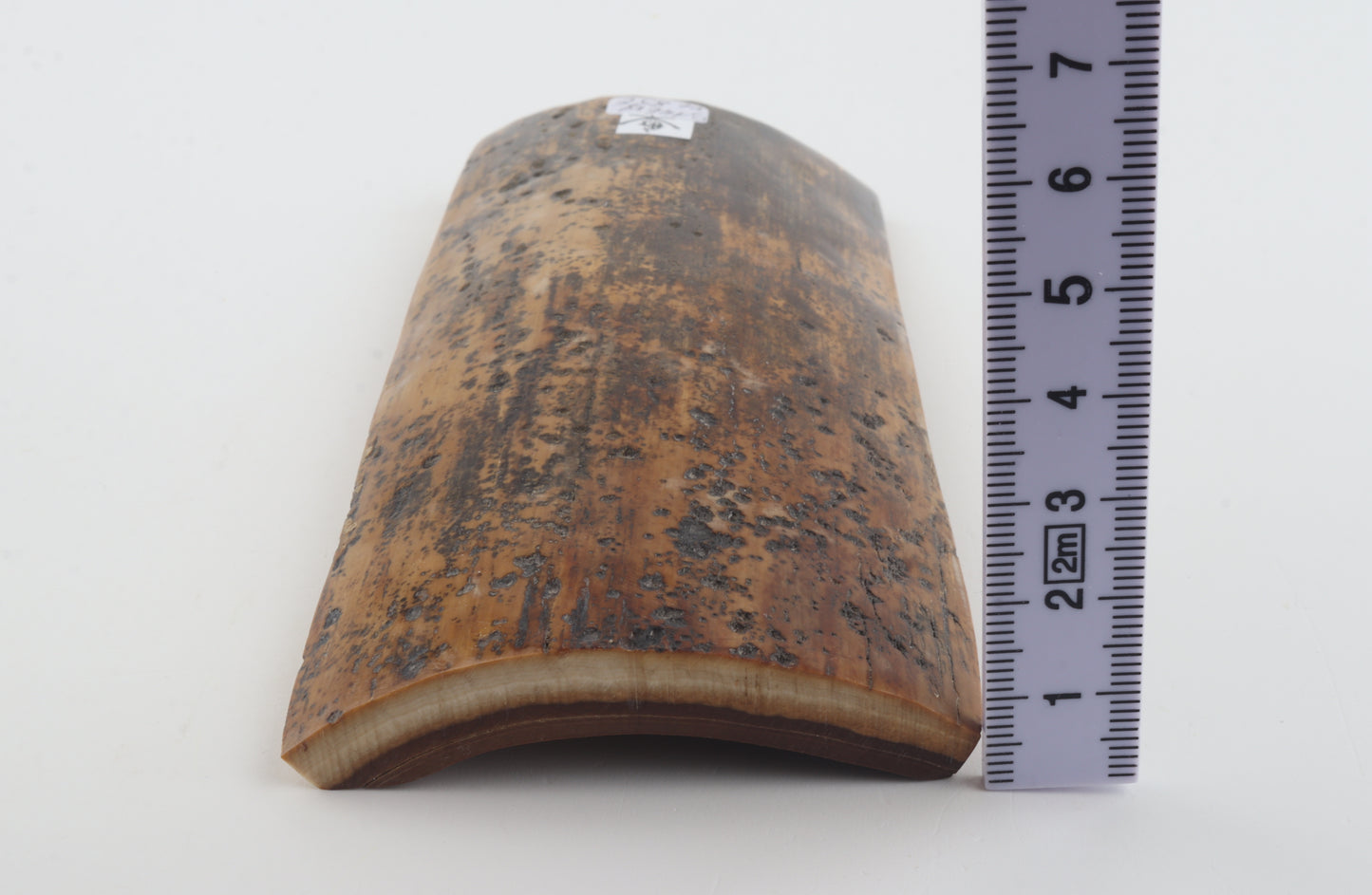 Brown-mustard mammoth bark