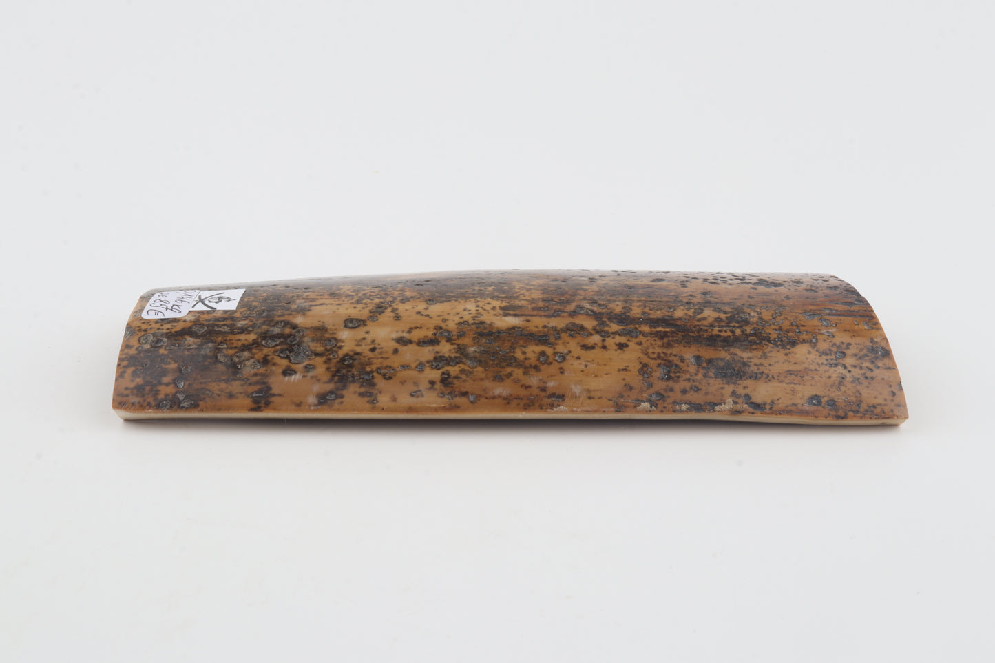 Brown-mustard mammoth bark