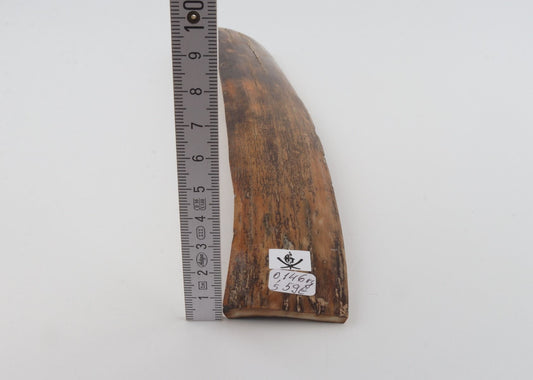 Brown-mustard mammoth bark