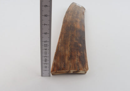 Brown-mustard mammoth bark