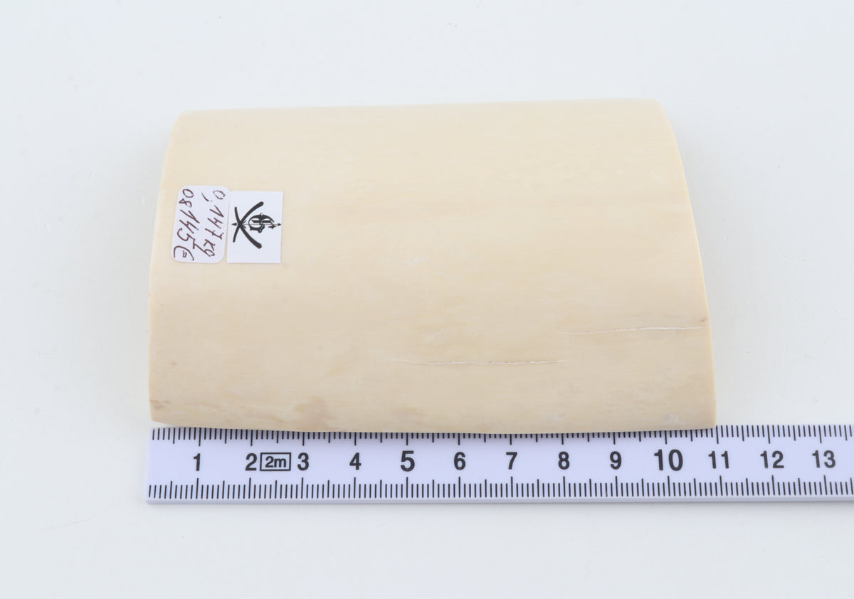 White mammoth ivory segment