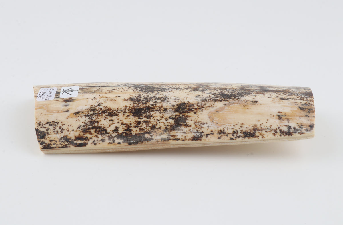 Cream-brown mammoth bark