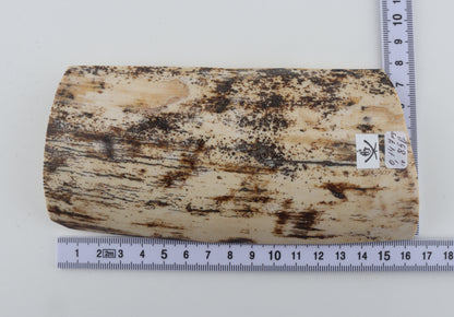 Cream-brown mammoth bark
