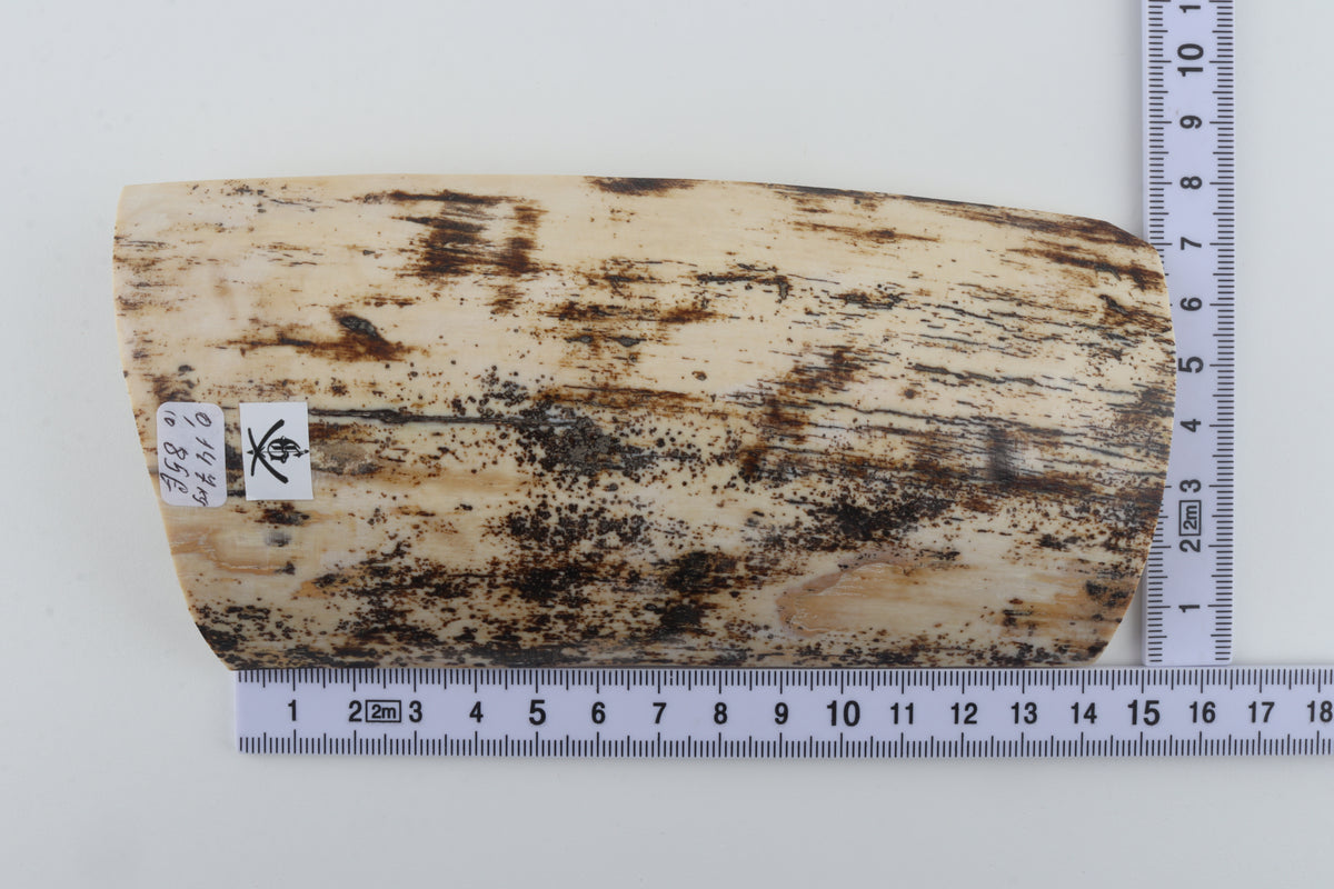 Cream-brown mammoth bark