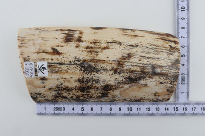 Cream-brown mammoth bark