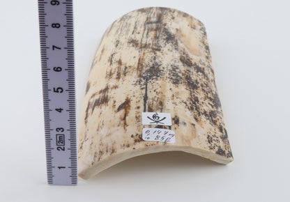 Cream-brown mammoth bark