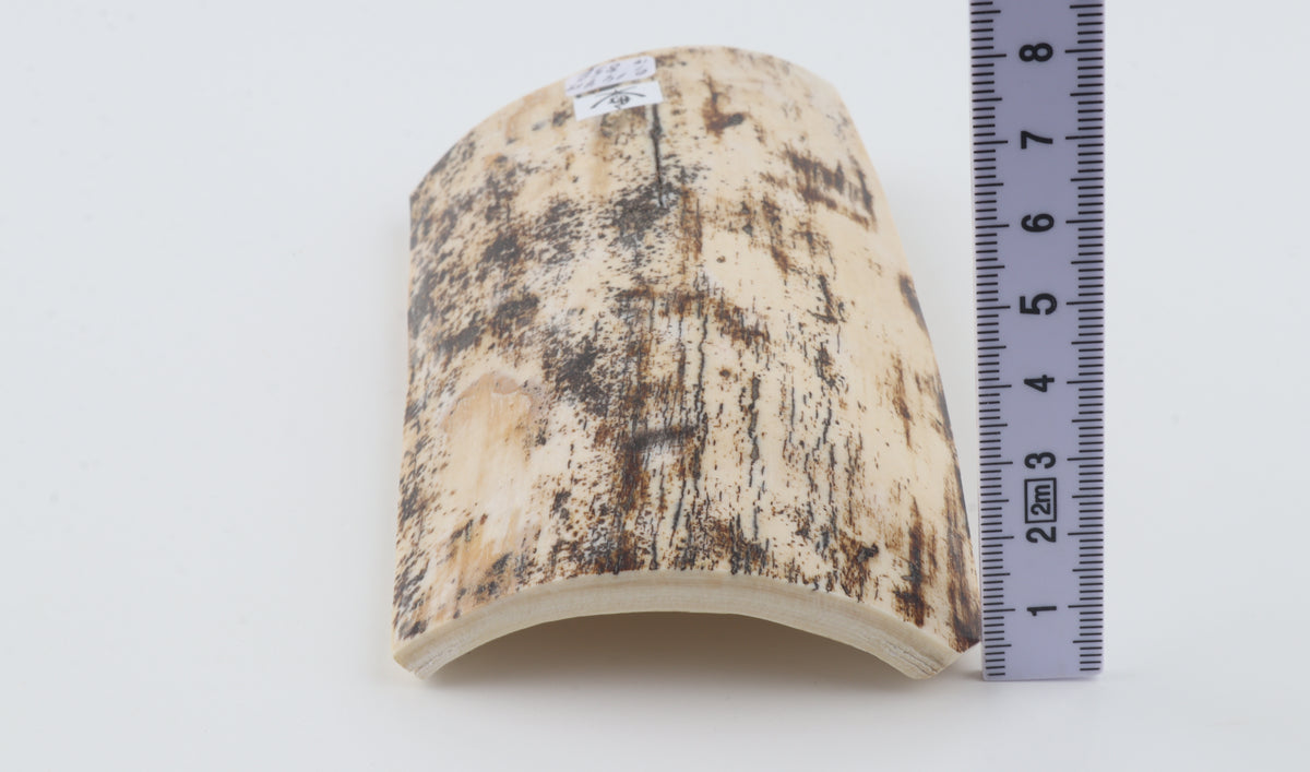 Cream-brown mammoth bark