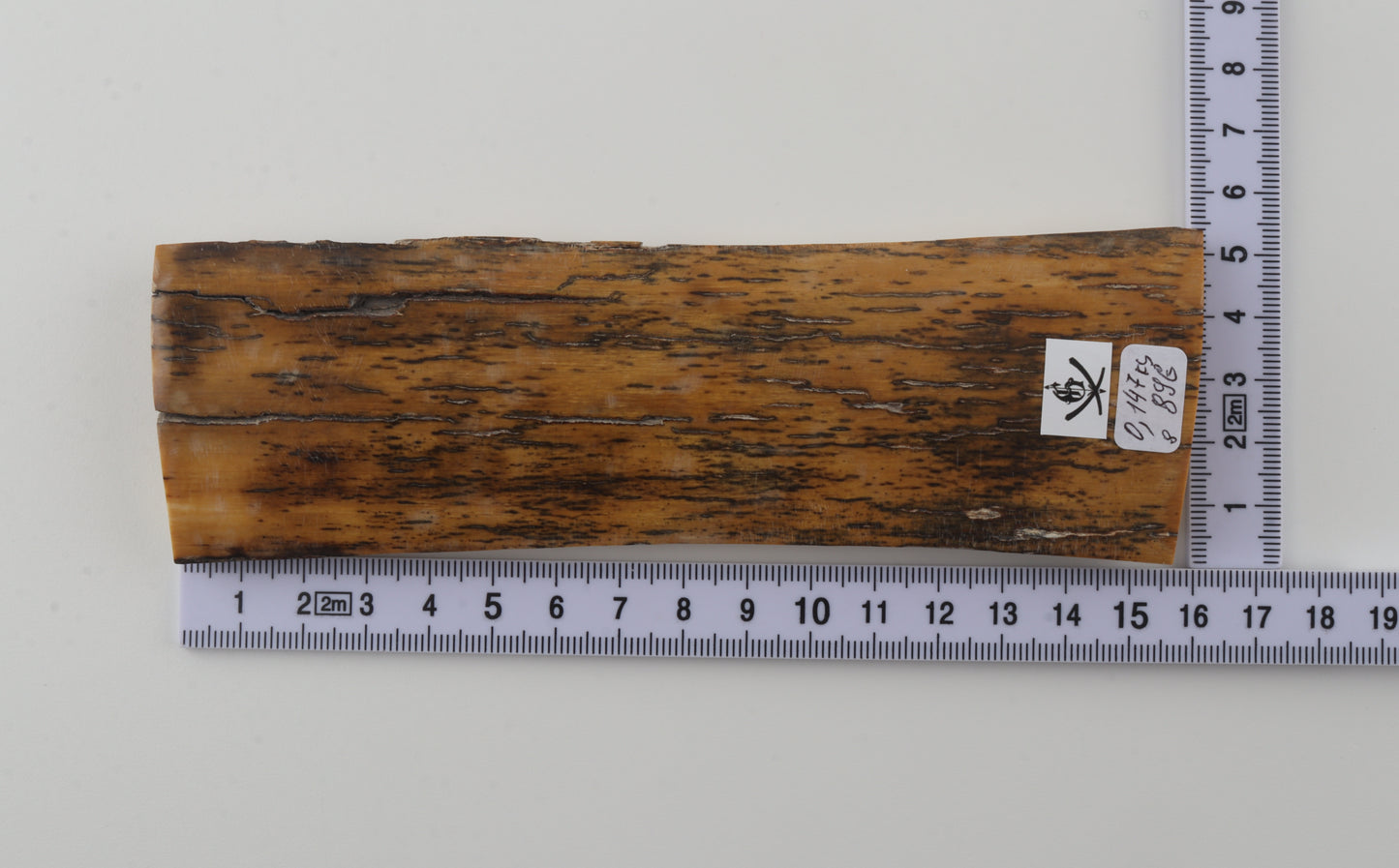 Yellow-black mammoth bark