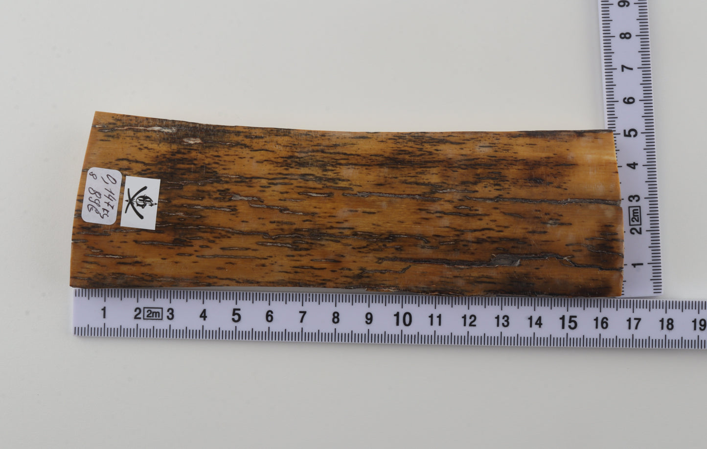 Yellow-black mammoth bark
