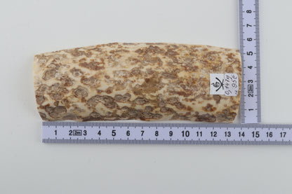 White-beige mammoth bark