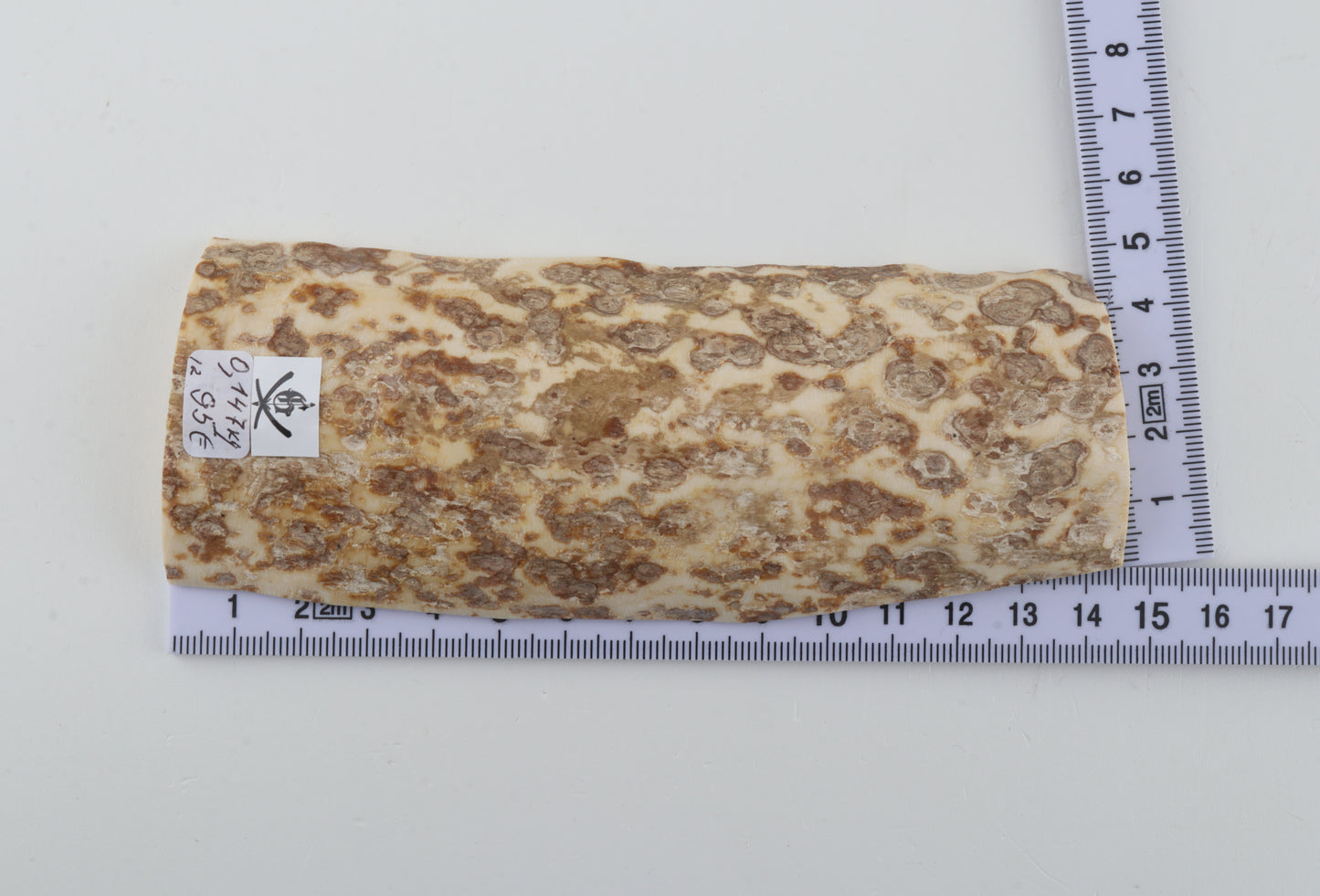 White-beige mammoth bark