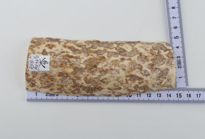 White-beige mammoth bark