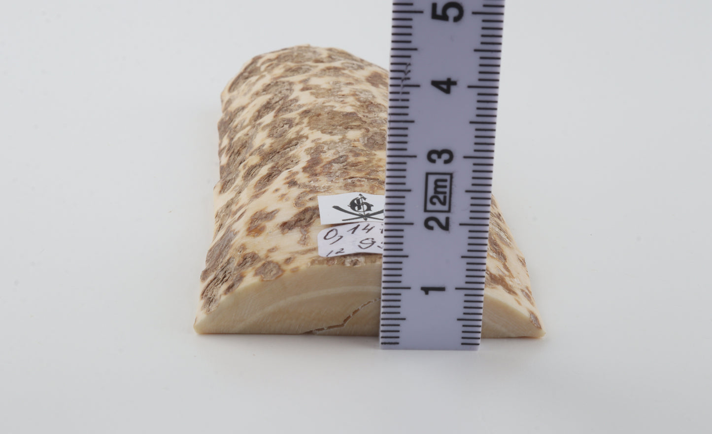 White-beige mammoth bark