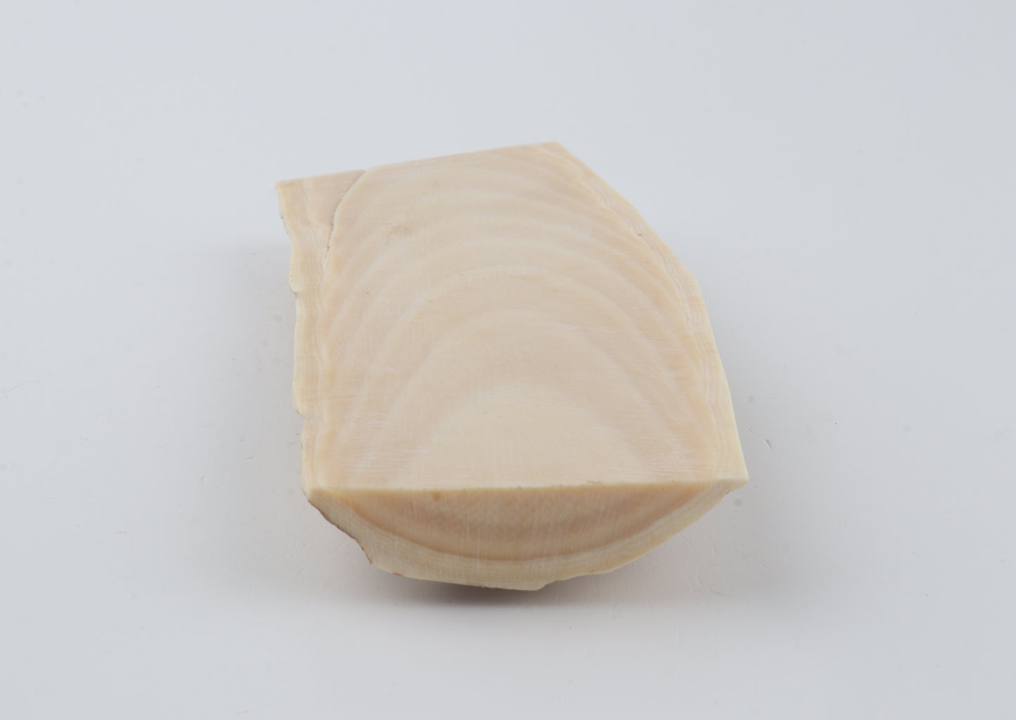 White-beige mammoth bark