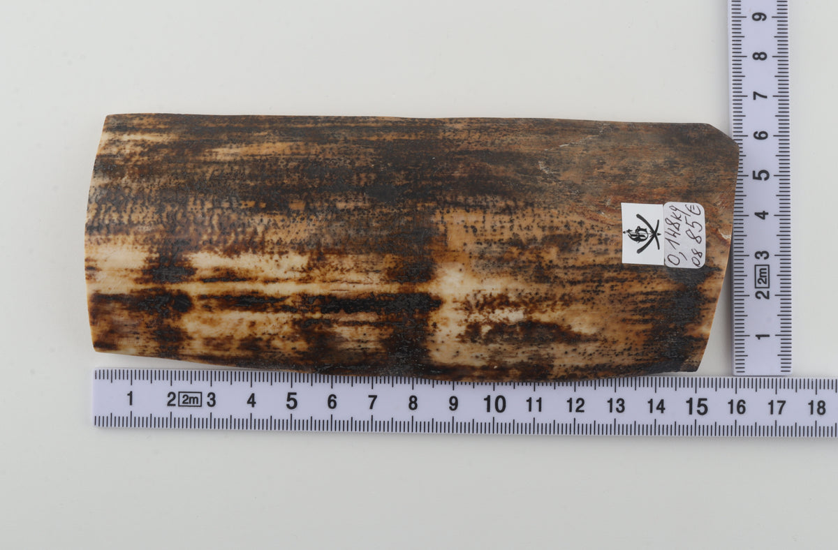 Brown-cream mammoth bark
