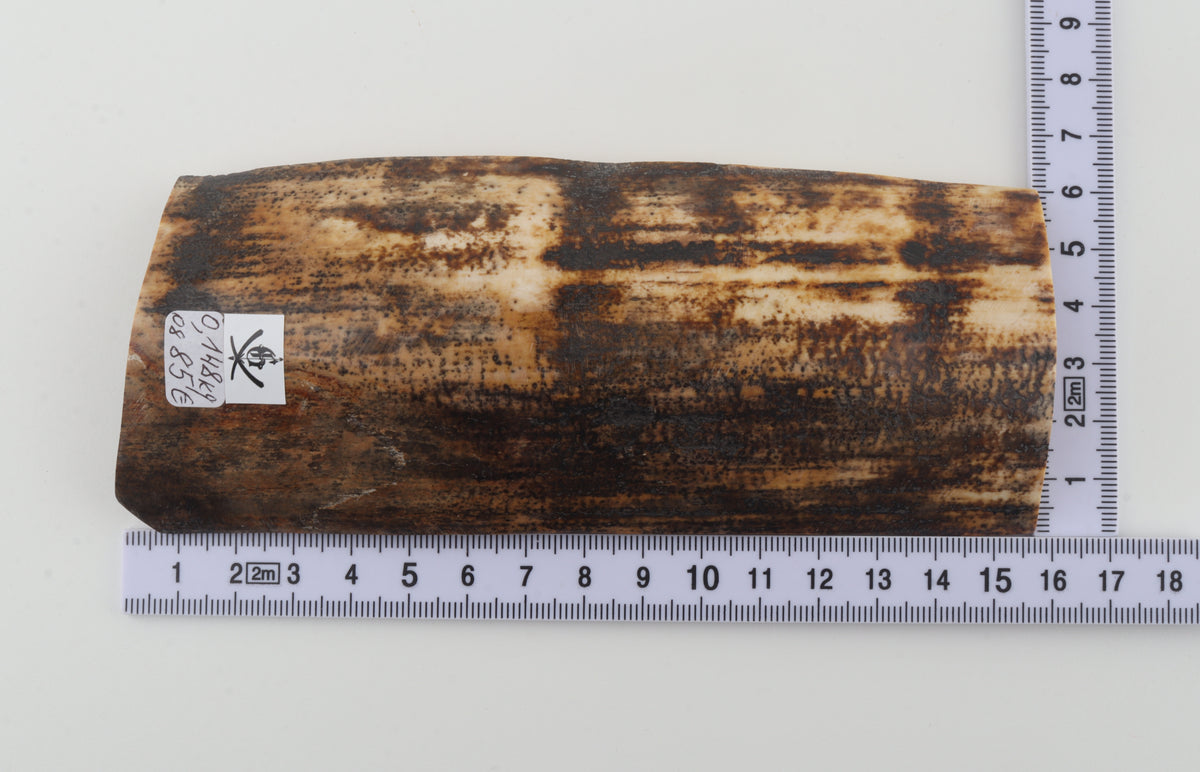 Brown-cream mammoth bark