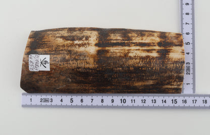 Brown-cream mammoth bark