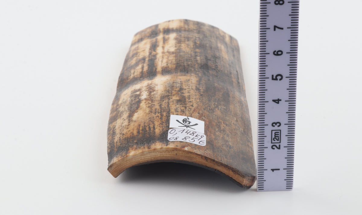 Brown-cream mammoth bark