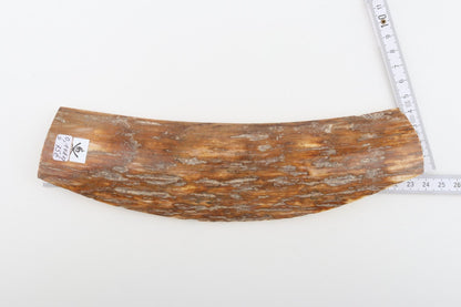 Caramel mammoth bark