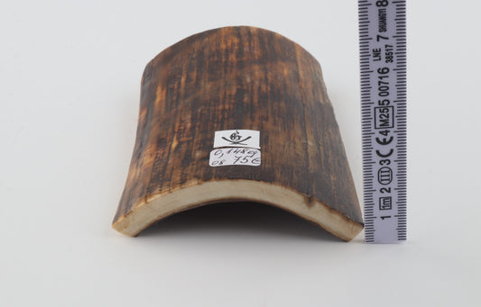 Brown-orange mammoth bark