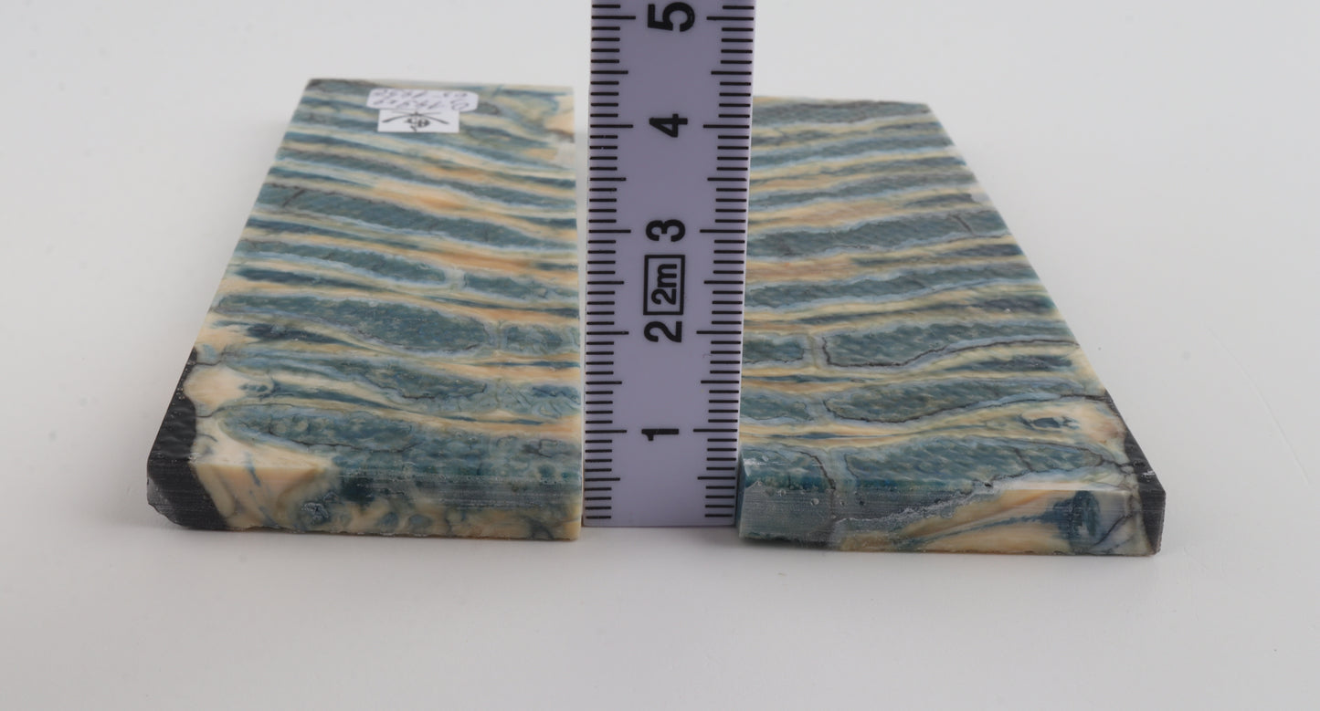 Stabilised mammoth molar scales