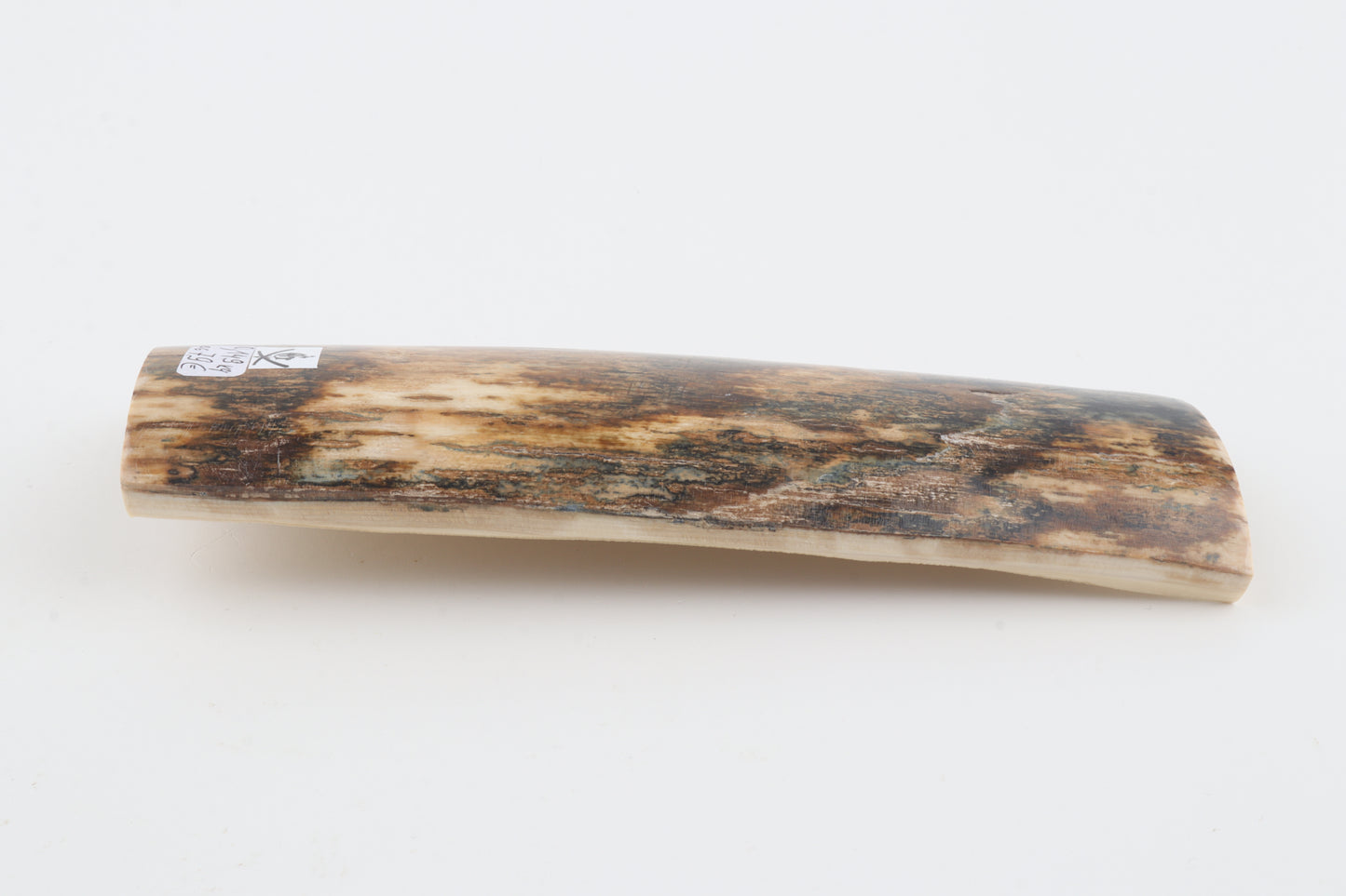 Brown mammoth bark