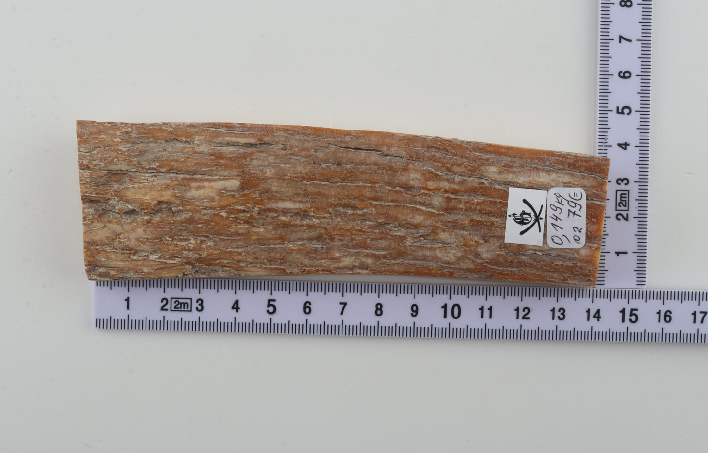 Beige-orange mammoth bark