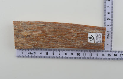 Beige-orange mammoth bark
