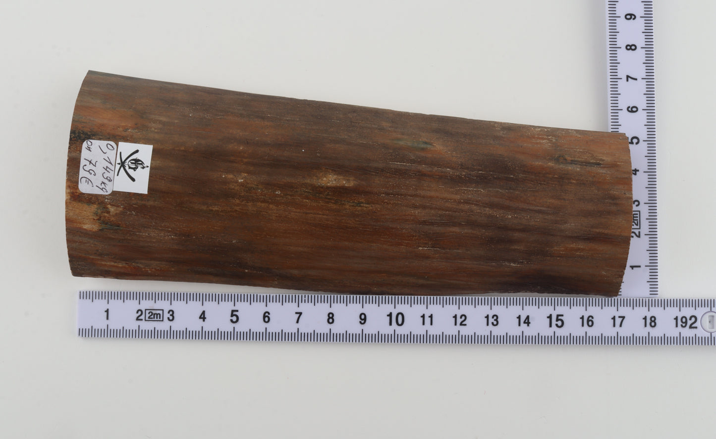 Beige mammoth bark