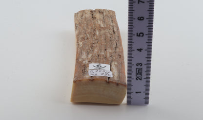 Beige-orange mammoth bark