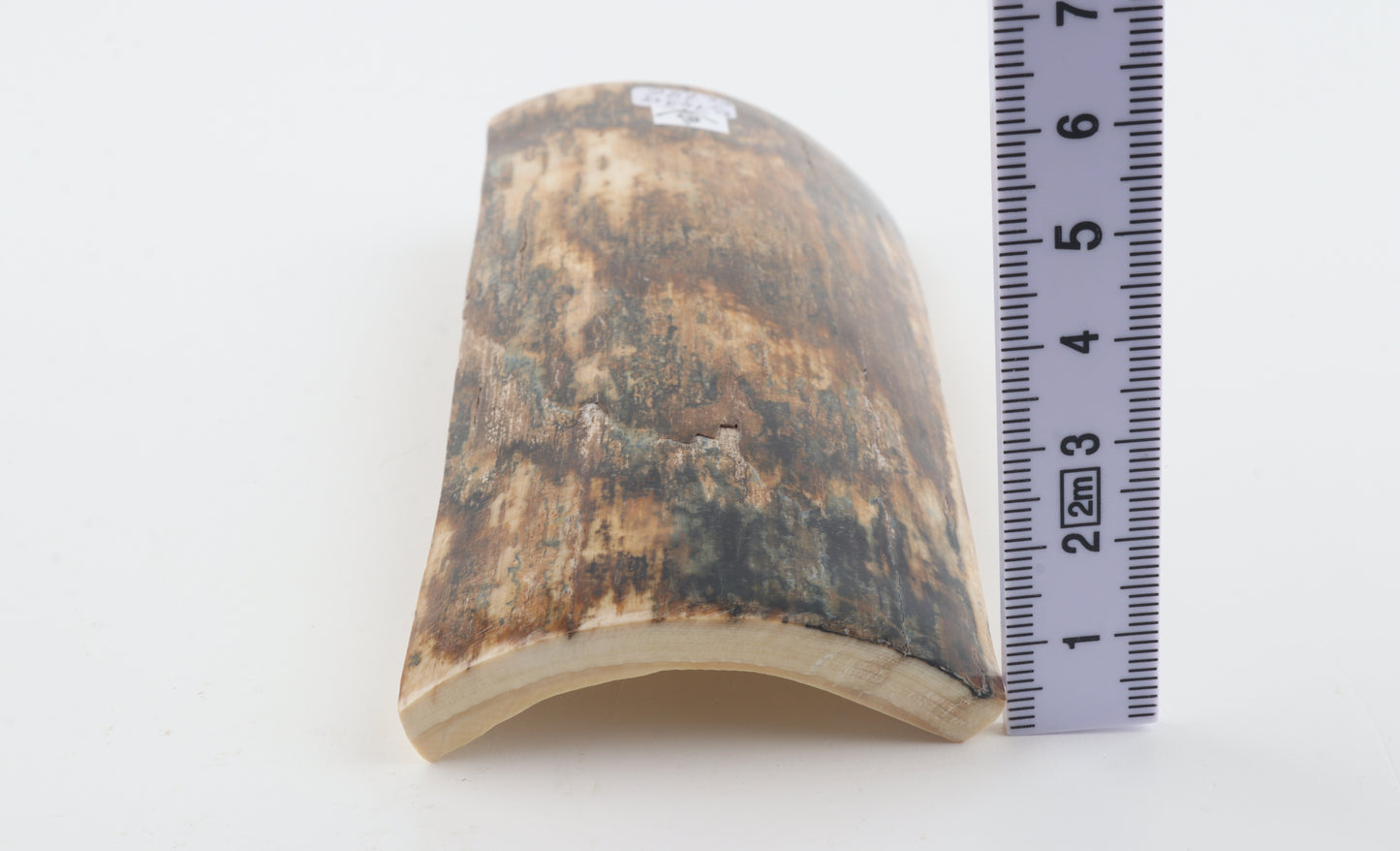 Brown mammoth bark