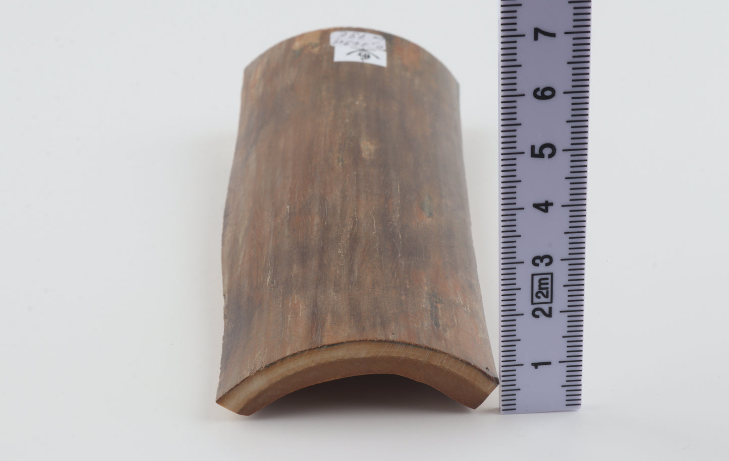Beige mammoth bark