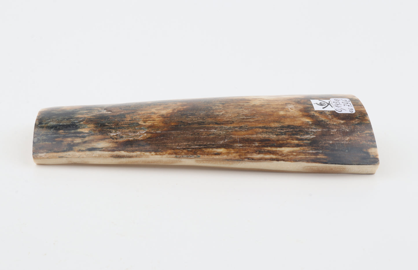 Brown mammoth bark