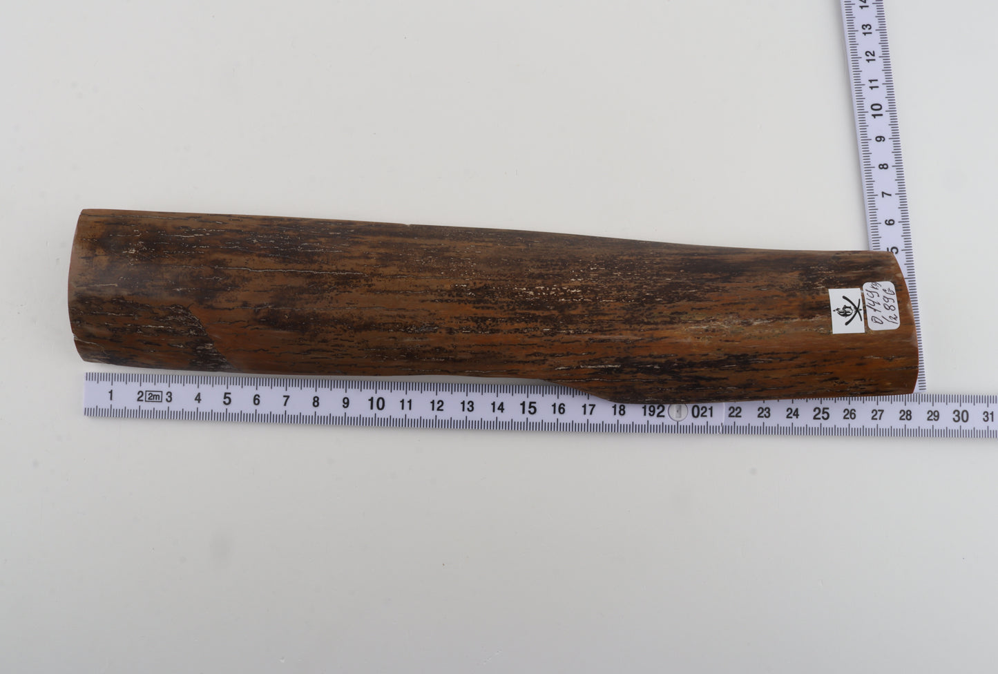 Brown-mustard mammoth bark