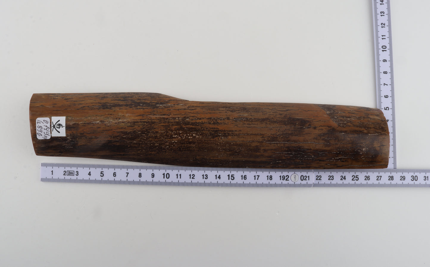 Brown-mustard mammoth bark