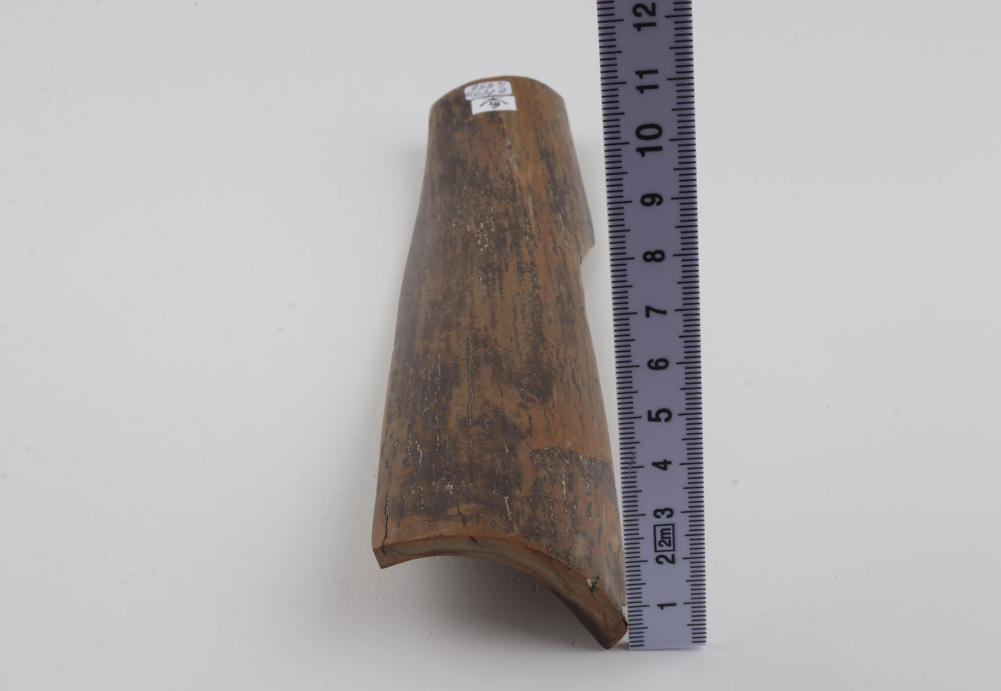 Brown-mustard mammoth bark