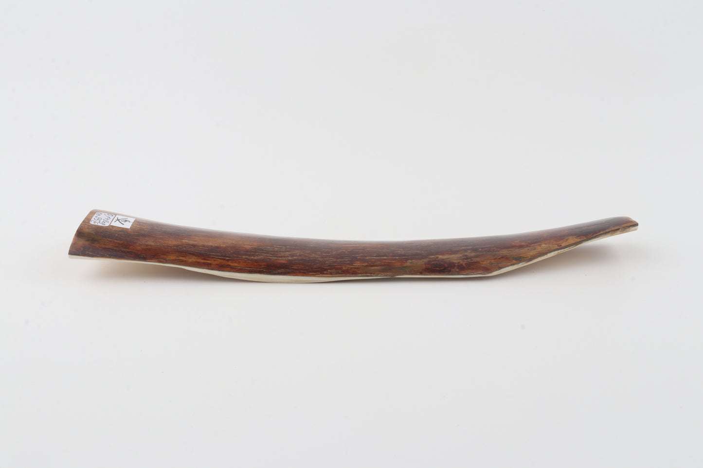 Red-brown mammoth bark