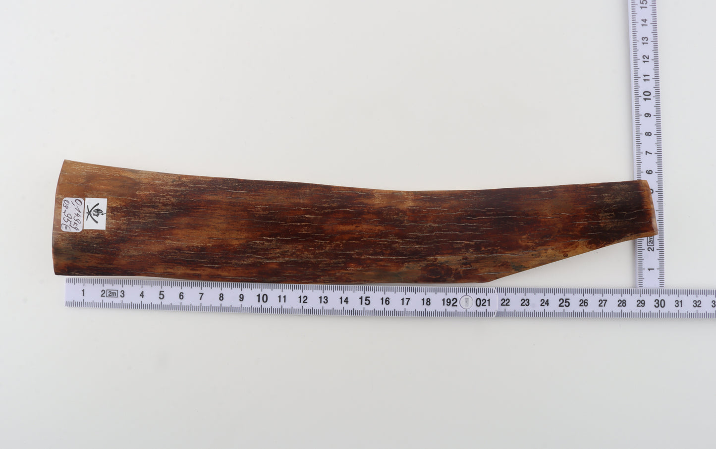 Red-brown mammoth bark