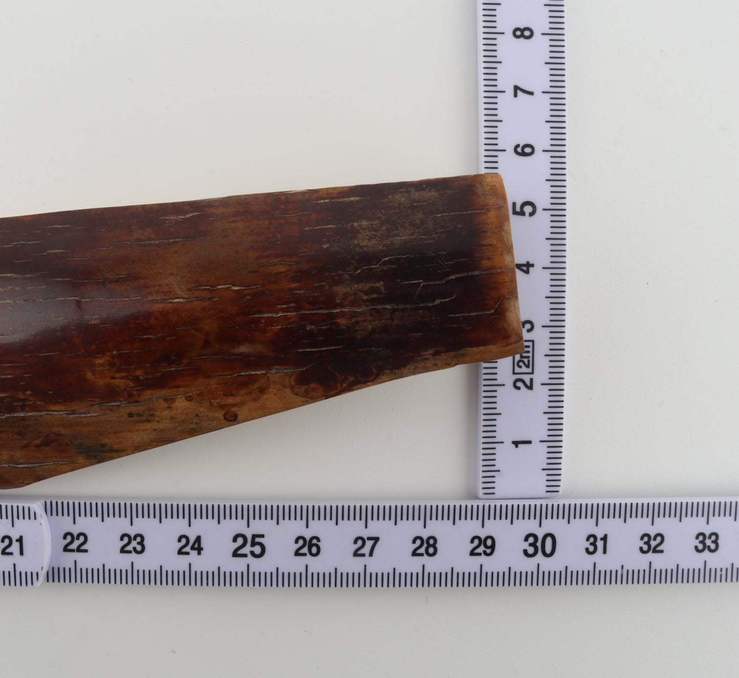 Red-brown mammoth bark