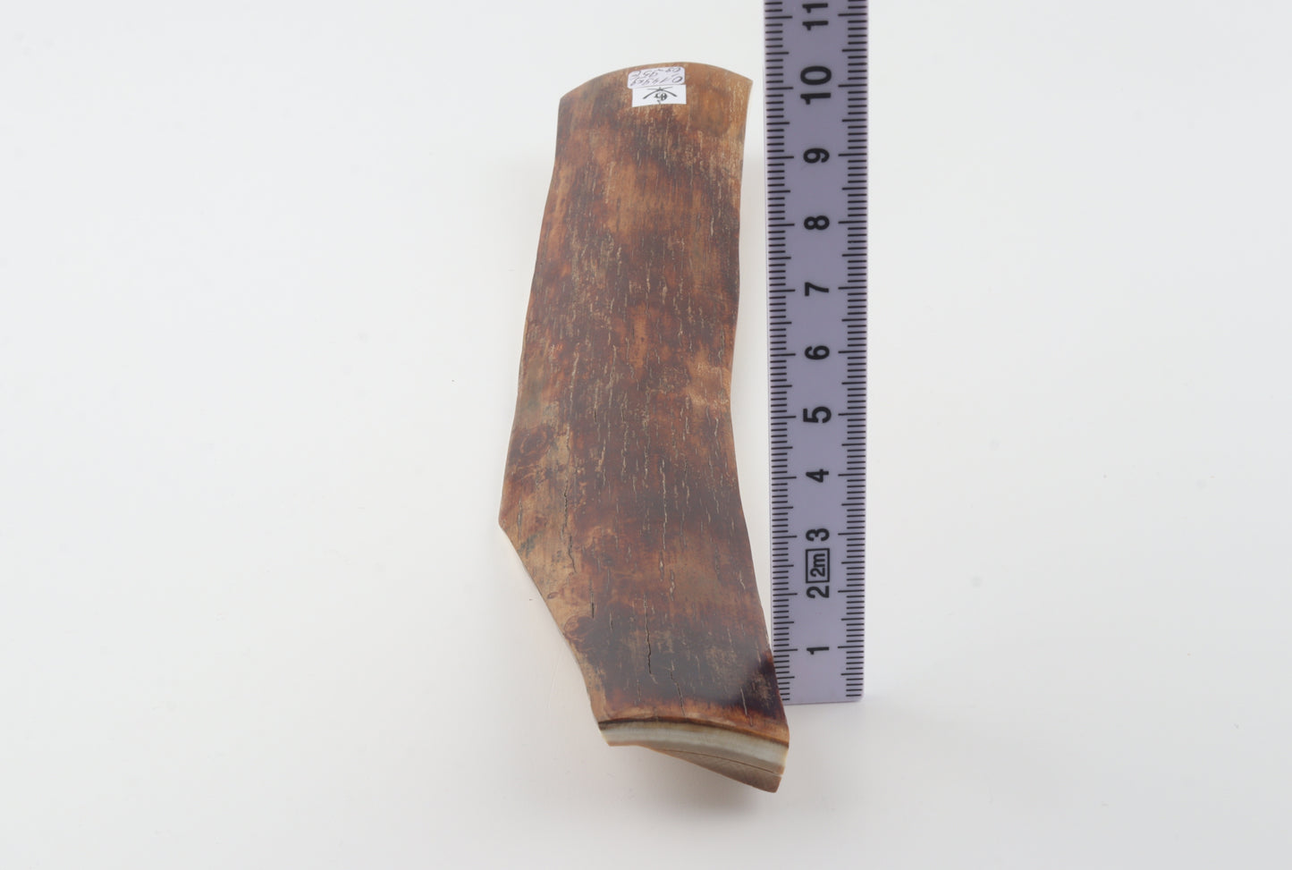 Red-brown mammoth bark