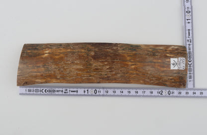 Beige mammoth bark